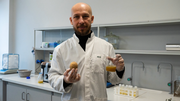 Czy sok z ziemniaka może pomóc w walce z rakiem lub nieswoistymi zapaleniami jelit? Poznańscy naukowcy udowadniają, że jest to możliwe - w zwykłej pyrze kryje się bowiem niezwykły potencjał! 