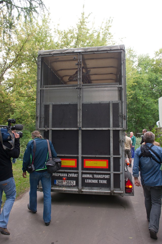 Nowa żyrafa w łódzkim ZOO