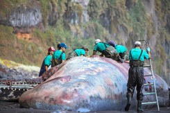 Niezwykłe odkrycie naukowców. Martwy wieloryb skrywał skarb wart pół miliona dolarów