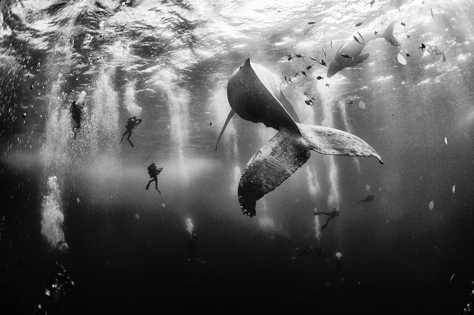 Grand Prix - Whale Whisperers (pol. Zaklinacze wielorybów), Anuar Patjane