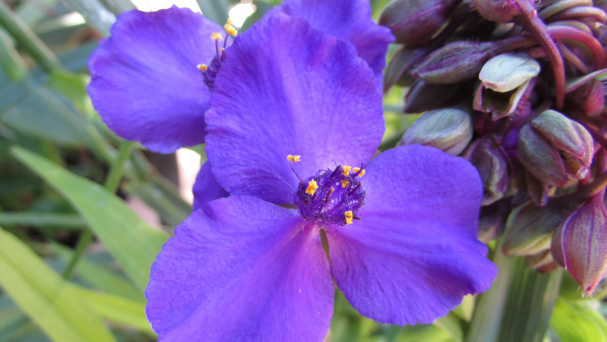 Tojad mocny (Aconitum firmum) 