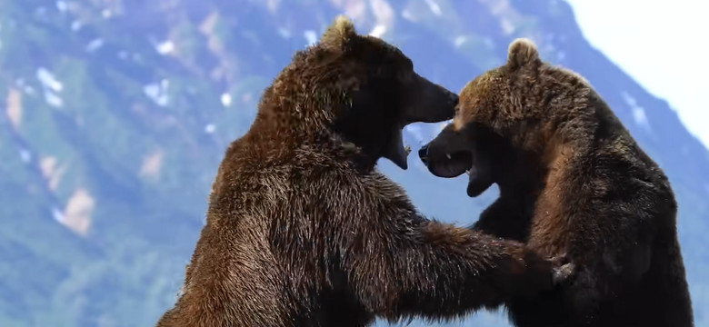 Dwa niedźwiedzie grizzly z Alaski zmierzyły się w epickiej walce. Kto wygrał?