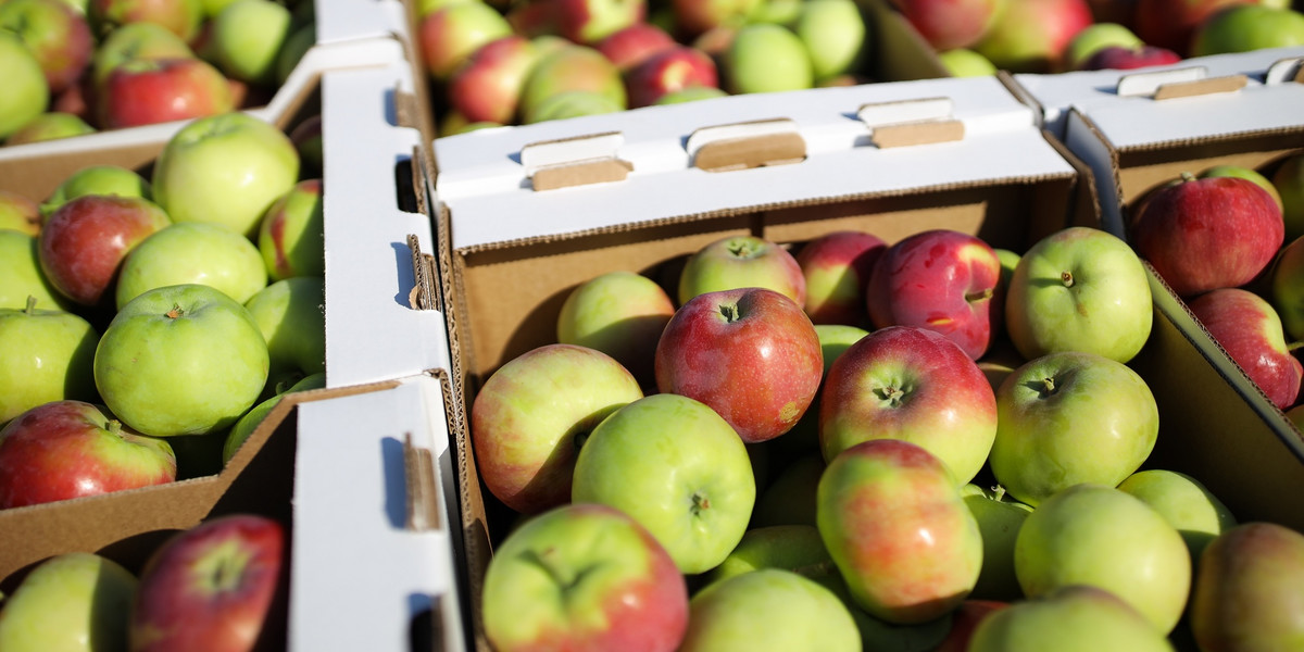 Polska jest największym producentem jabłek w Europie. Mimo to spożycie tych owoców w Polsce spada. W 2014 r. przeciętnie rocznie zjadaliśmy 14 kg jabłek, a w 2017 r. - już 12 kg. 
