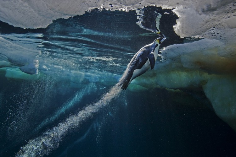 Paul Nicklen, Natura, I nagroda