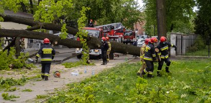 Księży Młyn w Łodzi. Drzewo runęło na ulicę