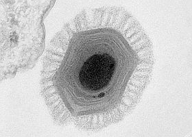 megavirus-d000011A02abe446a4614
