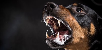 Dramat na Mazowszu. Rozwścieczone rottweilery zaatakowały 57-latka