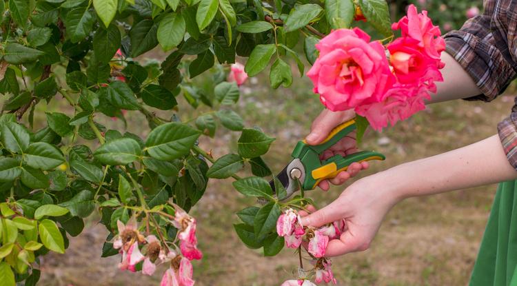 Mikor kell metszeni a rózsát? Fotó: Getty Images