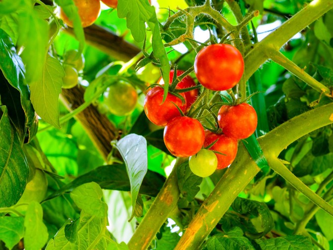 Pospite sodu bikarbonu oko paradajza