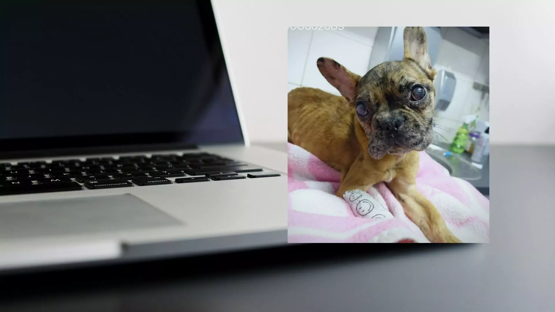 Polska influencerka zagłodziła rocznego psa. Usłyszała wyrok