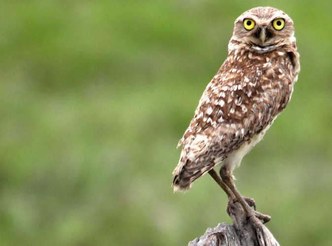 Wenezuela - Los Llanos