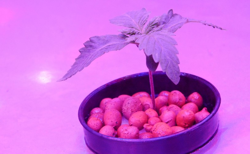 TAK UPRAWIA SIĘ MEDYCZNĄ MARIHUANĘ