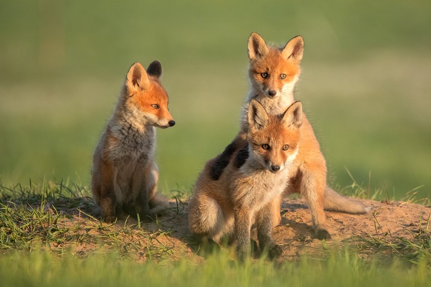 Lis (Vulpes vulpes)