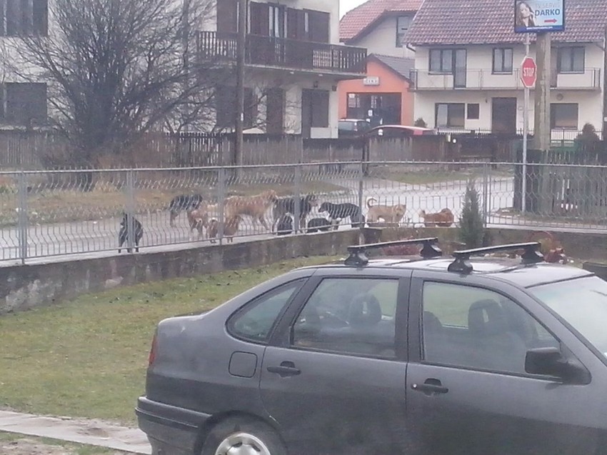 Čak 247 tužbi Valjevaca podneto je prošle godine za naknadu štete od ujeda pasa lutalica