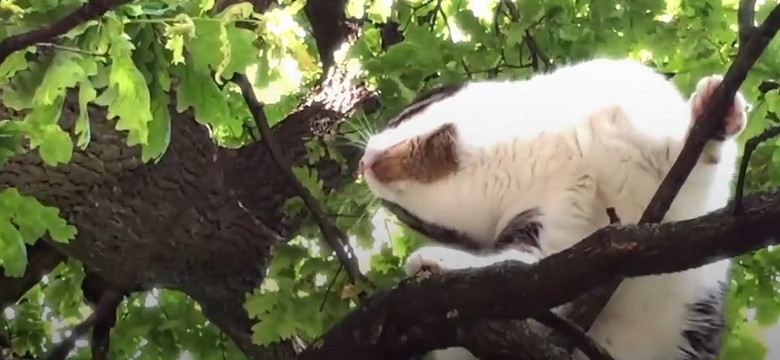 Kot z Bartoszyc. Od siedmiu lat mieszka na drzewie