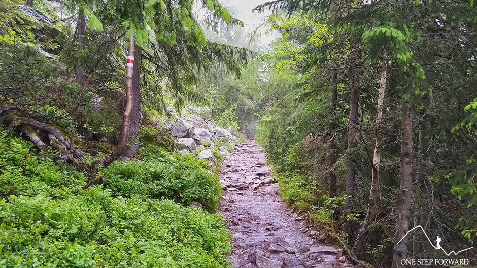 Letni wariant dojścia nad Popradzki Staw