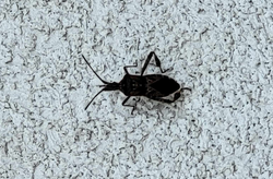 Wtyk amerykański wchodzi do mieszkań. Jak się przed nim zabezpieczyć?