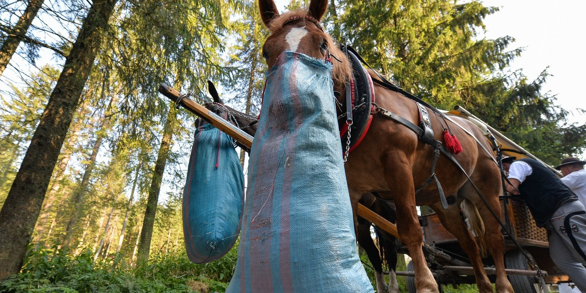 Zakopane. Tatrzanski Park Narodowy. Konie na drodze do Morskiego Oka