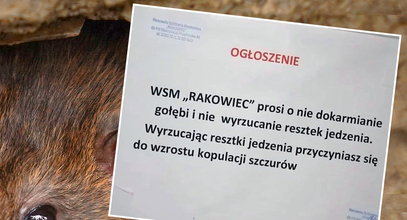 Ogłoszenie to robi furorę w internecie! Warszawska spółdzielnia walczy z "kopulacją szczurów"