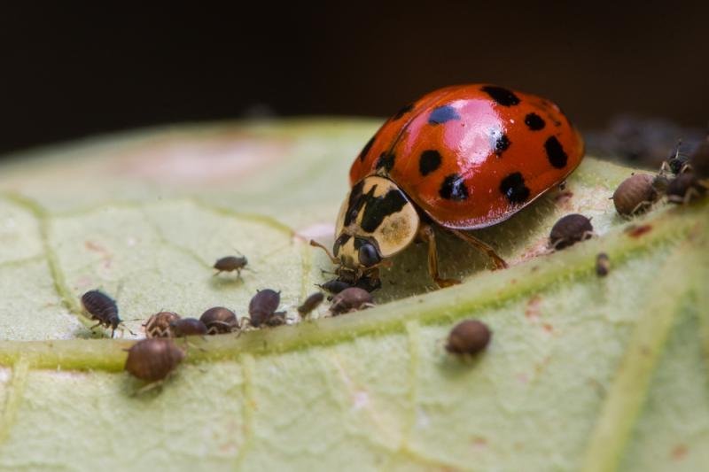 Biedronka azjatycka żywi się m in mszycami, fot shutterstock