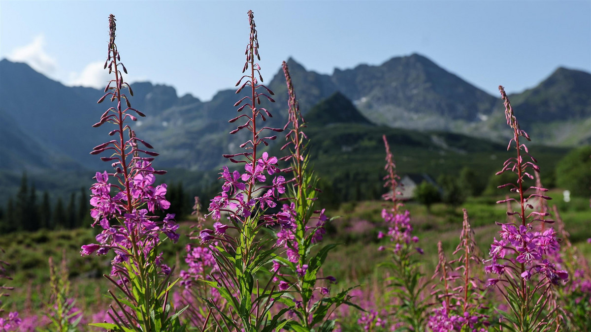 Różowe dywany w Tatrach. W znanej dolinie zakwitły rzadkie kwiaty
