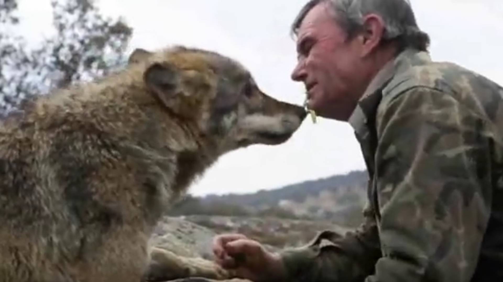 Razočaranje čoveka kog su odgajili vukovi je najveći poraz civilizacije