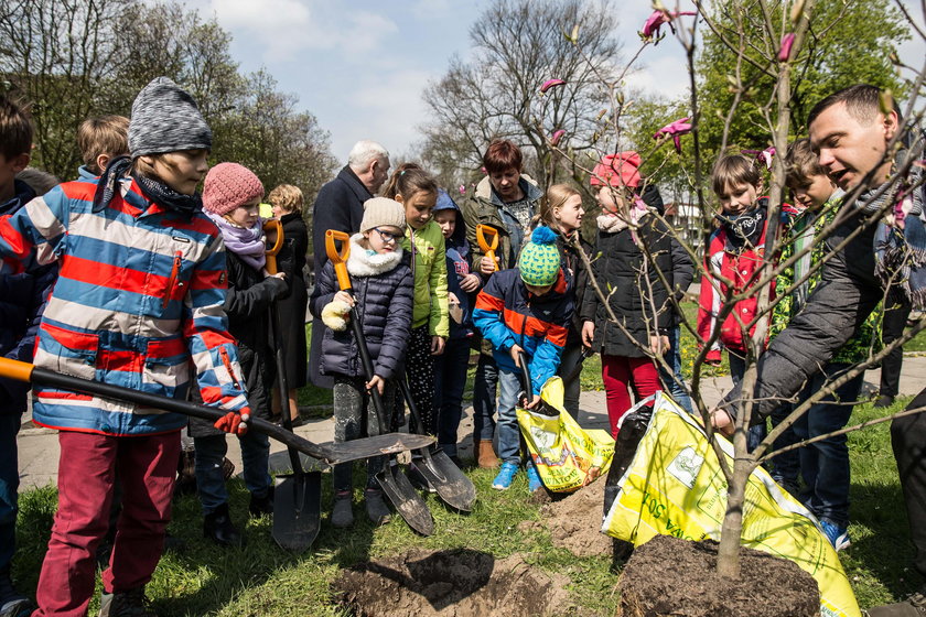 Magnolie ozdobią ul. Grottgera w Krakowie