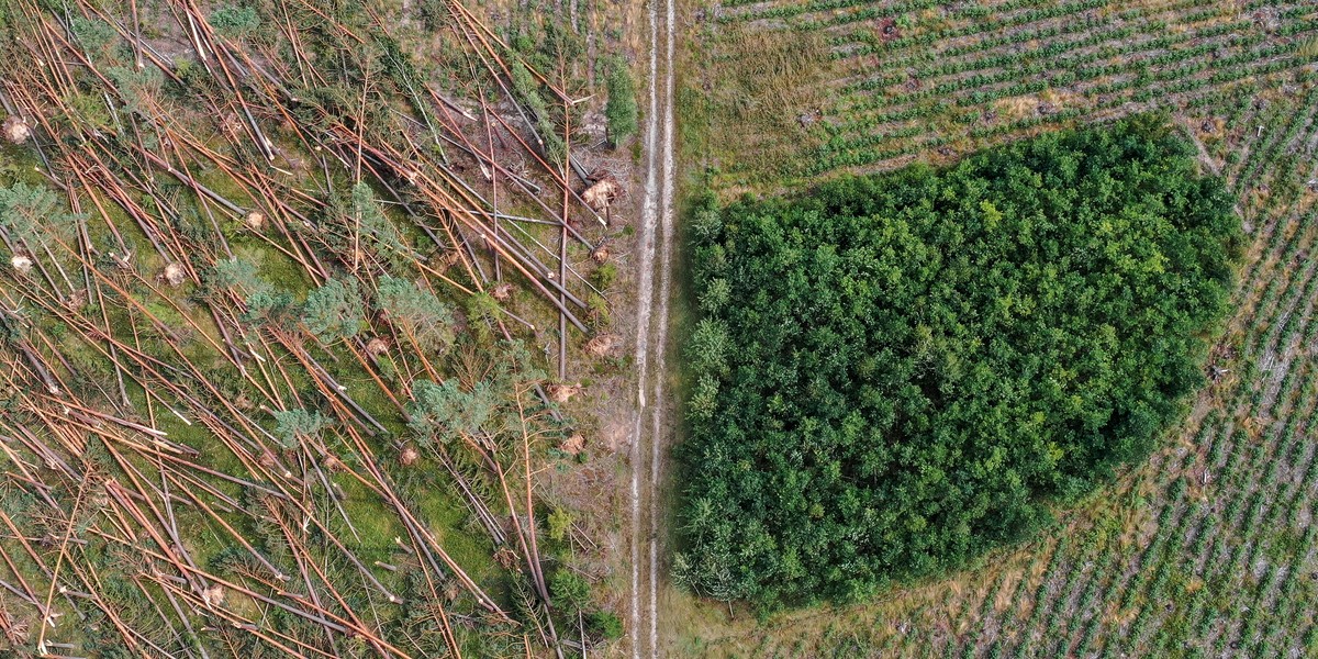 Potężna nawałnica przeszła nad Borami Tucholskimi.