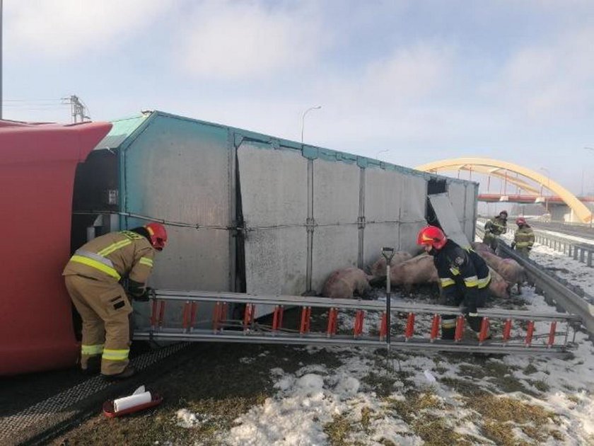 Samochód ze świniami przewrócił się na A1. Zwierzęta rozbiegły się po autostradzie! 