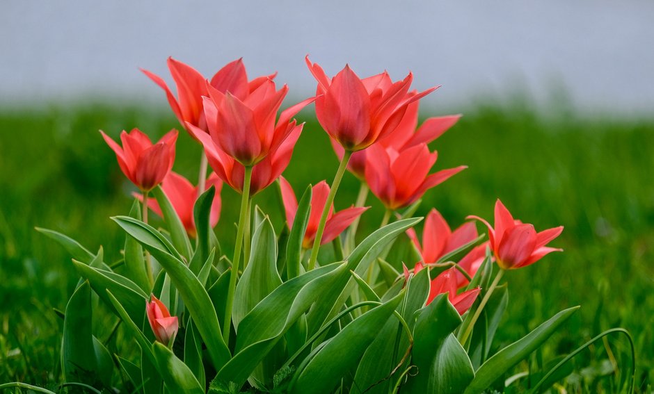 Tulipany występują w bardzo różnych odmianach - NickyPe/pixabay.com