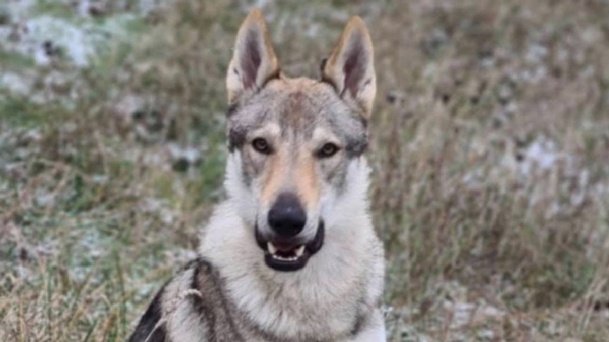 Pas za kojim se traga