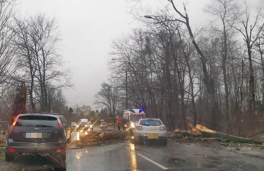 Wiatr szaleje po województwie łódzkim. Drzewa przygniatają samochody