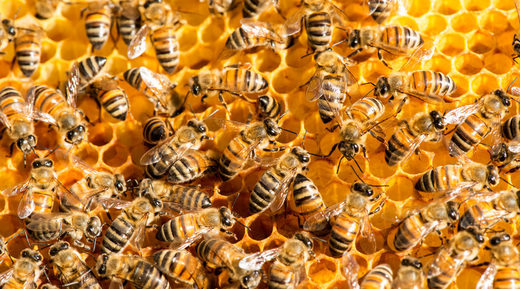 A szelídebb európai méhek kereszteződtek egy sokkal agresszívabb afrikai fajtával / Fotó:  Shutterstock