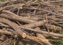 co zrobić z gałęziami po przycinaniu drzew? jak wykorzystać gałęzie w ogrodzie? gdzie wyrzucić gałęzie z działki? nowe przepisy 2026