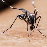 Pusztulnak a hazai állatok: vessünk véget a Nyugat-nílusi láz terjedésének!