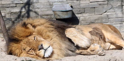 Król lew śpi, a reszta się opala