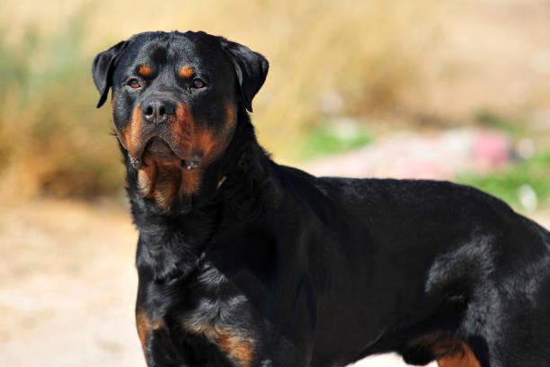 Rottweiler [iStock]