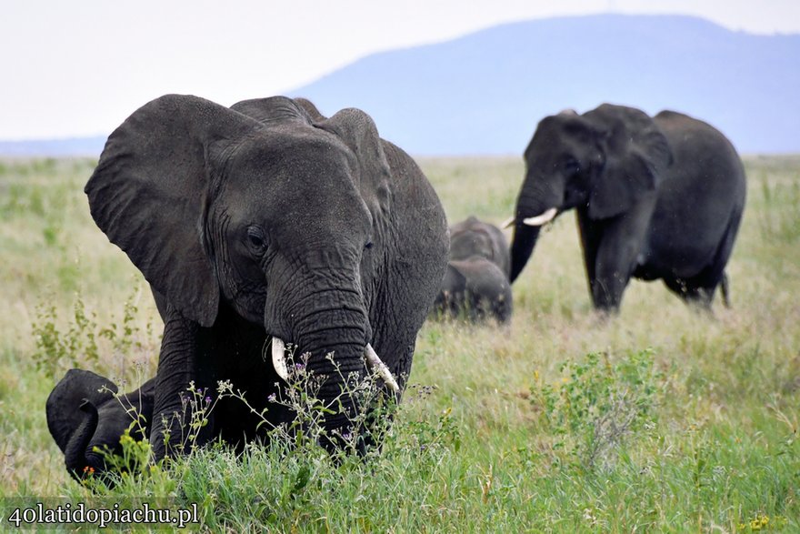 Park Narodowy Serengeti, Tanzania 2021