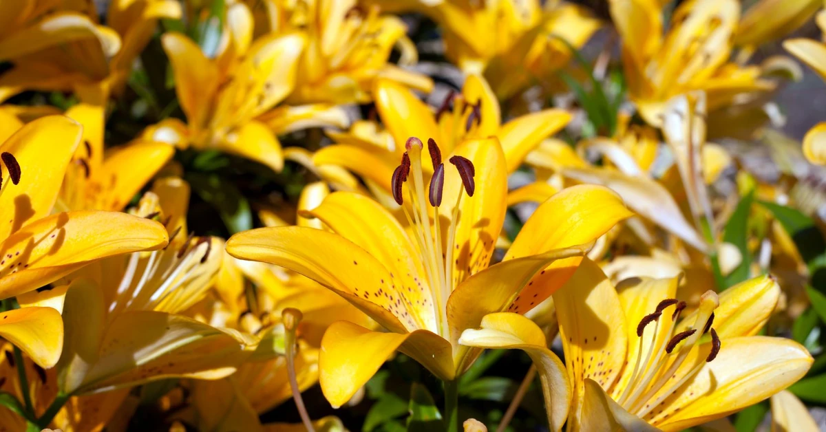 Kiedy przesadzać lilie ogrodowe? Jak głęboko sadzić lilie, aby dobrze rosły i kwitły? Czy lilie lubią przesadzanie?