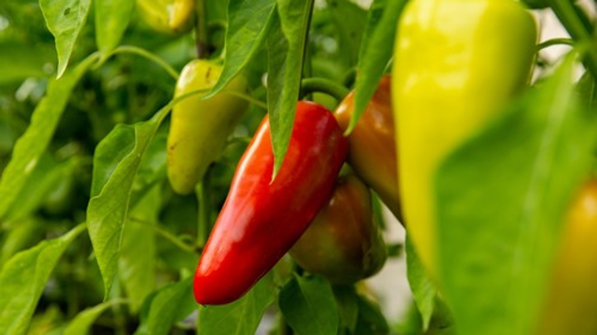 Paprika