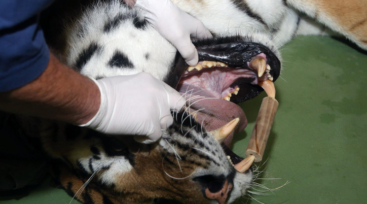 A doktor alaposan szemügyre vette 
Szása fogazatát, persze 
csak miután 
elkábította
az állatot Fo­tó: Veszprémi Állatkert