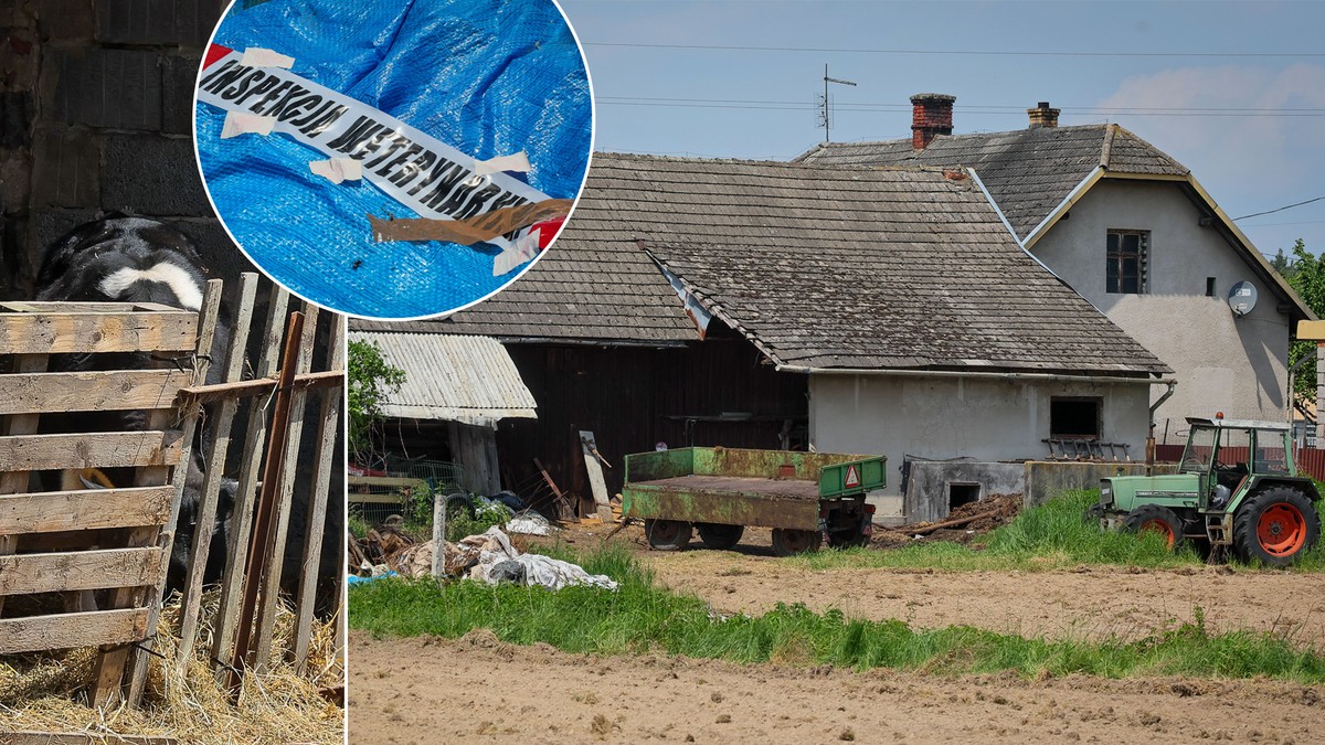Umierały na stojąco. Dorzucał tylko więcej słomy, żeby to ukryć. Wieś milczy