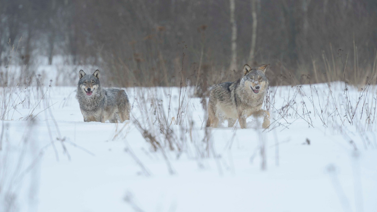 Zmutowane wilki w Czarnobylu. Naukowcy zaskoczeni ich niezwykłą cechą