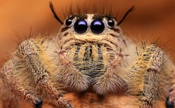 Tracą wzrok, gdy głodują. Pająki pomogą ustalić, co powoduje zwyrodnienia w ludzkim oku