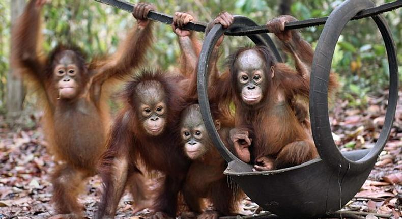 Thailand returns 14 smuggled orangutans to Indonesia