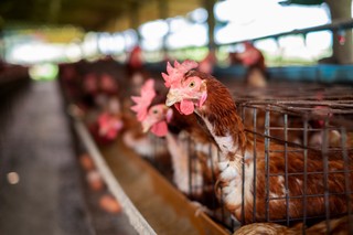Komisja Europejska wprowadzi nowe prawo dotyczące hodowli kur. Będzie drożej?