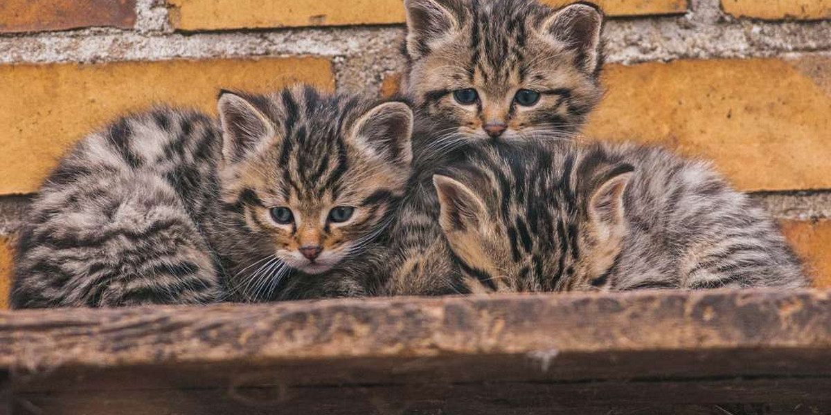 Małe żbiki z Poznańskiego Zoo