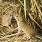 HARVEST MOUSE (OLD WORLD)