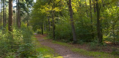 Poszukiwania 10-latka. Zaginął w Puszczy Białowieskiej