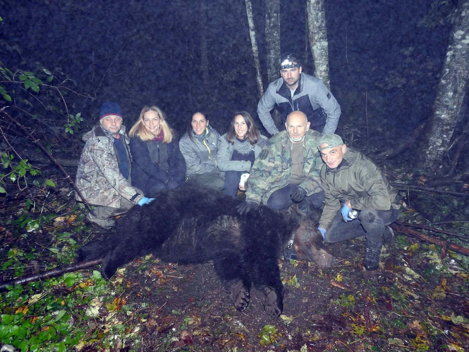 Grdosija od 246 kilograma: Medved Aleksandar nosiće kameru i nauci dati važne podatke